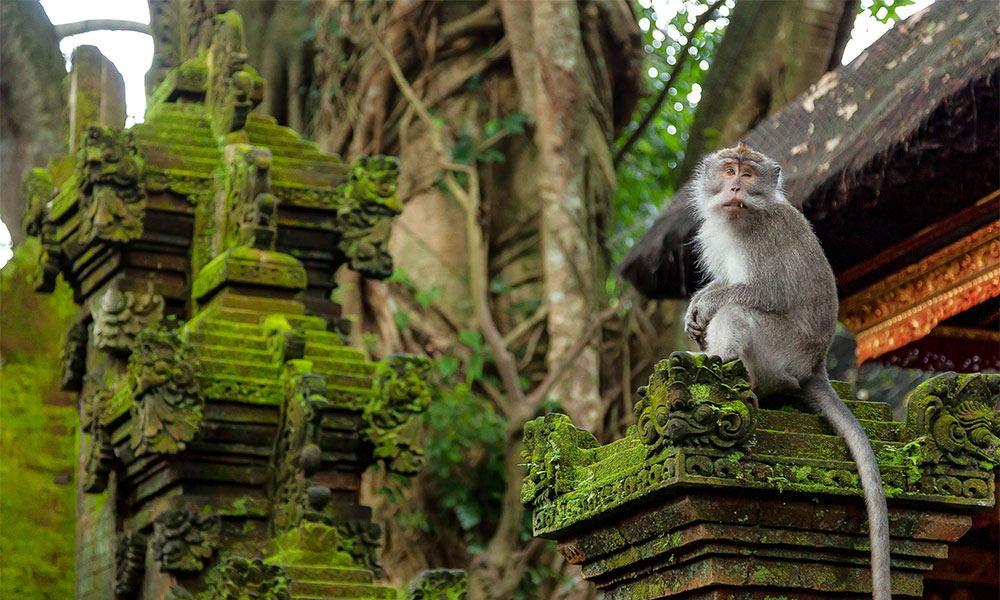 Ubud---Monkey-Forest
